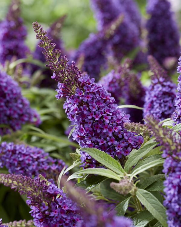 Buddleja davidii Butterfly Candy Little Purple , zeer compact en 150 dagen bloei