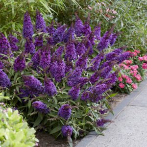 Buddleja davidii Butterfly Candy Little Purple , zeer compact en 150 dagen bloei
