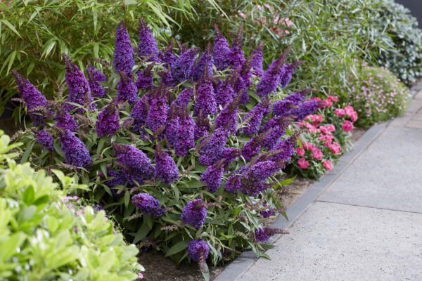 Buddleja davidii Butterfly Candy Little Purple , zeer compact en 150 dagen bloei