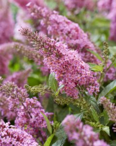 Buddleja davidii Butterfly Candy Little Pink - compacte dwerg vlinderstruik