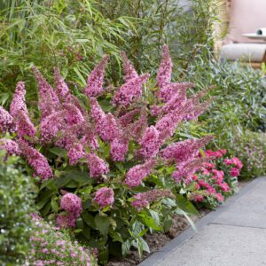 Buddleja davidii Butterfly Candy Little Pink - compacte dwerg vlinderstruik