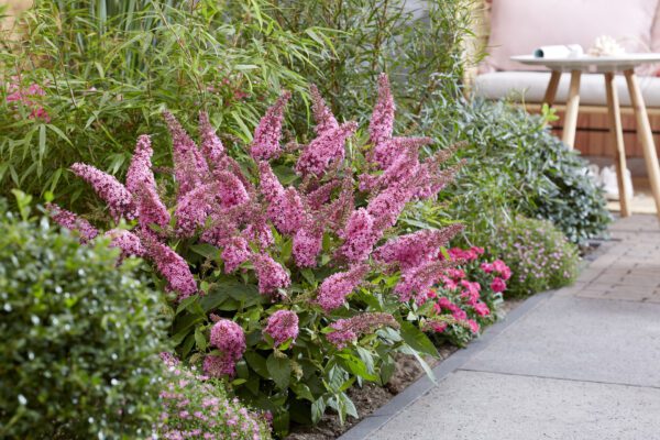 Buddleja davidii Butterfly Candy Little Pink - compacte dwerg vlinderstruik