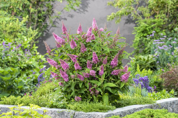 Buddleja davidii Butterfly Candy Little Pink - compacte dwerg vlinderstruik