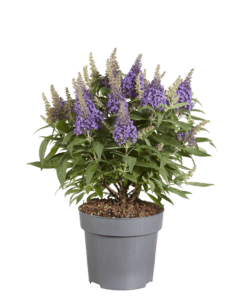 Buddleja davidii Butterfly Candy Little Lila , rijkbloeiende dwerg vlinderstruik