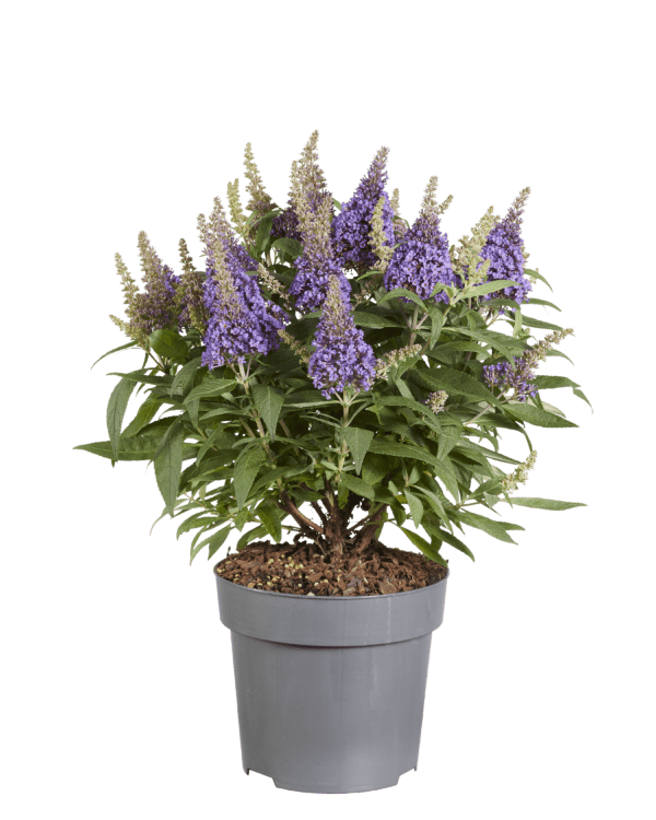 Buddleja davidii Butterfly Candy Little Lila , rijkbloeiende dwerg vlinderstruik