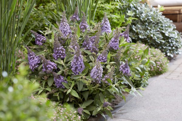 Buddleja davidii Butterfly Candy “Lila Sweetheart” compacte rijkbloeiende dwerg vlinderstruik