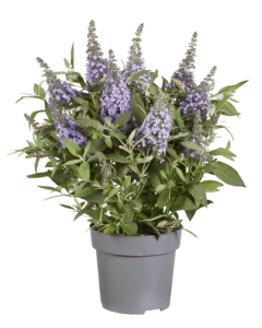 Buddleja davidii Butterfly Candy “Lila Sweetheart” compacte rijkbloeiende dwerg vlinderstruik