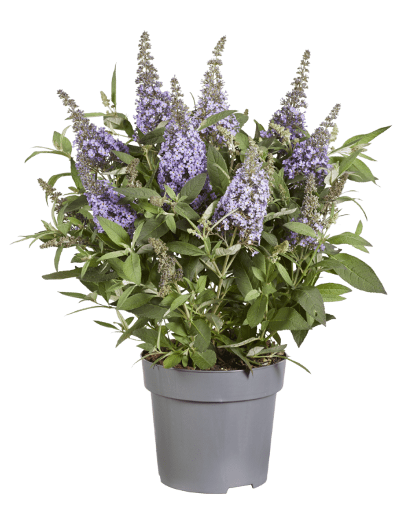 Buddleja davidii Butterfly Candy “Lila Sweetheart” compacte rijkbloeiende dwerg vlinderstruik