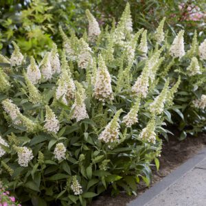 Buddleja davidii butterfly Candy ´Little White – Dwergvlinderstruik
