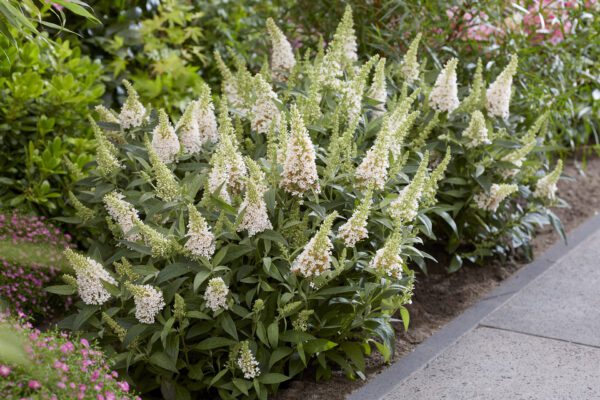 Buddleja davidii butterfly Candy ´Little White – Dwergvlinderstruik