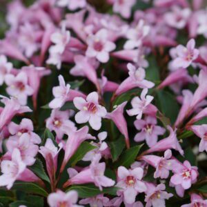Weigela Pink Poppet, rijkbloeiende dwerg Weigelia
