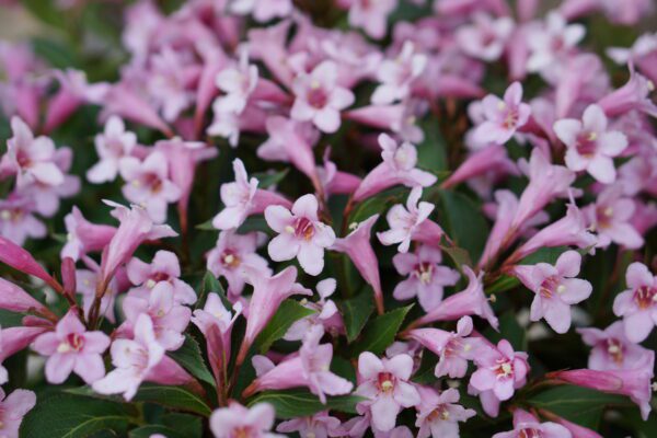 Weigela Pink Poppet, rijkbloeiende dwerg Weigelia