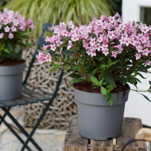 Weigela Pink Poppet, rijkbloeiende dwerg Weigelia