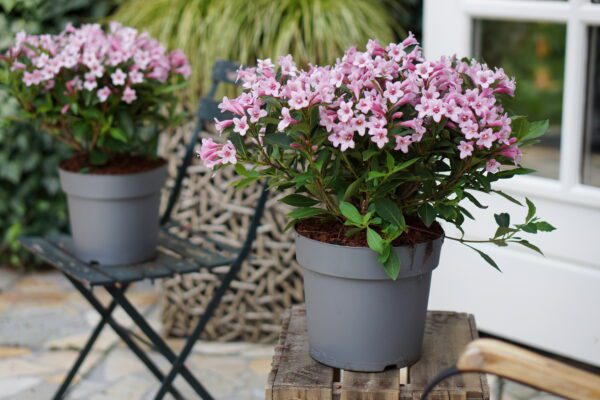 Weigela Pink Poppet, rijkbloeiende dwerg Weigelia