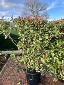 Complete Photinia Carré Rouge haag van 13-15 meter