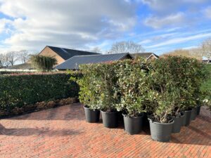 Complete Photinia Carré Rouge haag van 13-15 meter