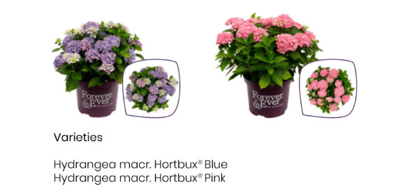 Hortbux ✓ Maandenlang weelderige bloemen ✓ Onderhoudsvriendelijke haag ✓ Winterhard & meerjarig