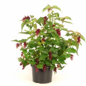 Leycesteria formosa Little Lanterns