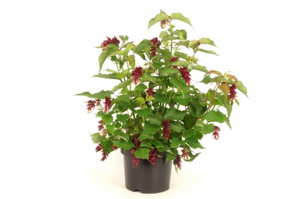 Leycesteria formosa Little Lanterns