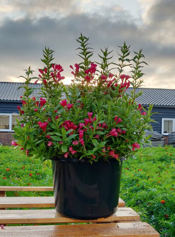 Weigela floribunda “Picobella Rosso” de mooiste en rijkst bloeiende dwerg Weigela