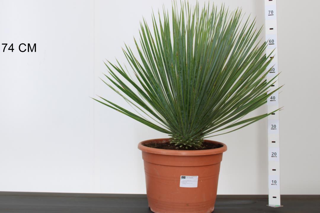 Yucca Rostrata - Afbeelding 2