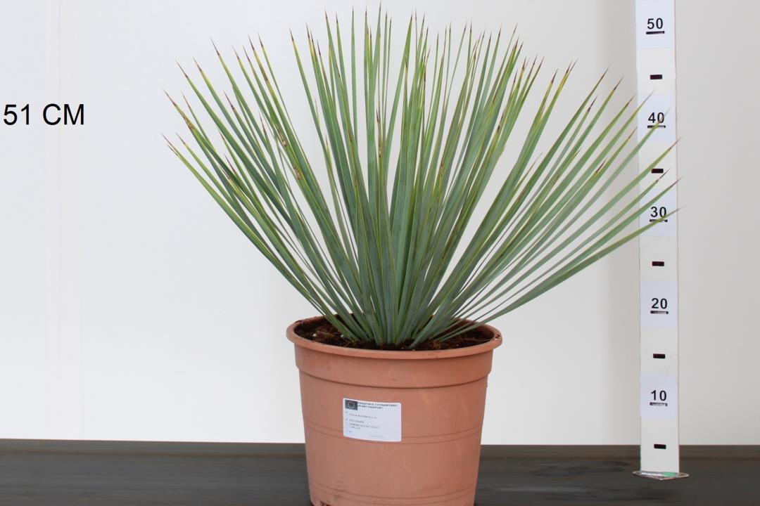 Yucca Rostrata - Afbeelding 3