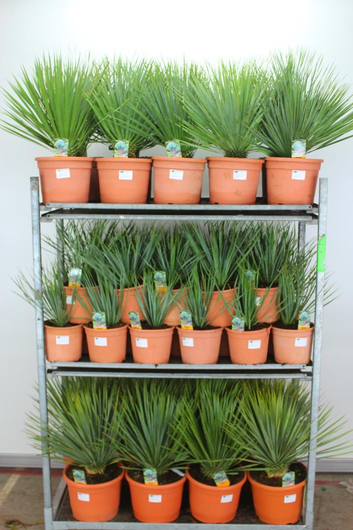 Yucca Rostrata - Afbeelding 4