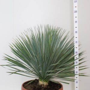 Yucca rostrata in diverse grote te koop bij onze tuinplanten kwekerij in Winssen, al vanaf €6,00