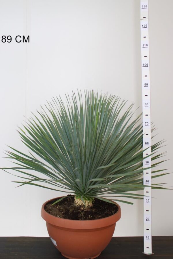 Yucca rostrata in diverse grote te koop bij onze tuinplanten kwekerij in Winssen, al vanaf €6,00