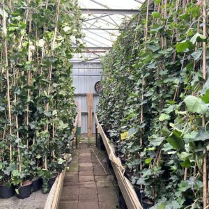 Hedera gemengde partij,