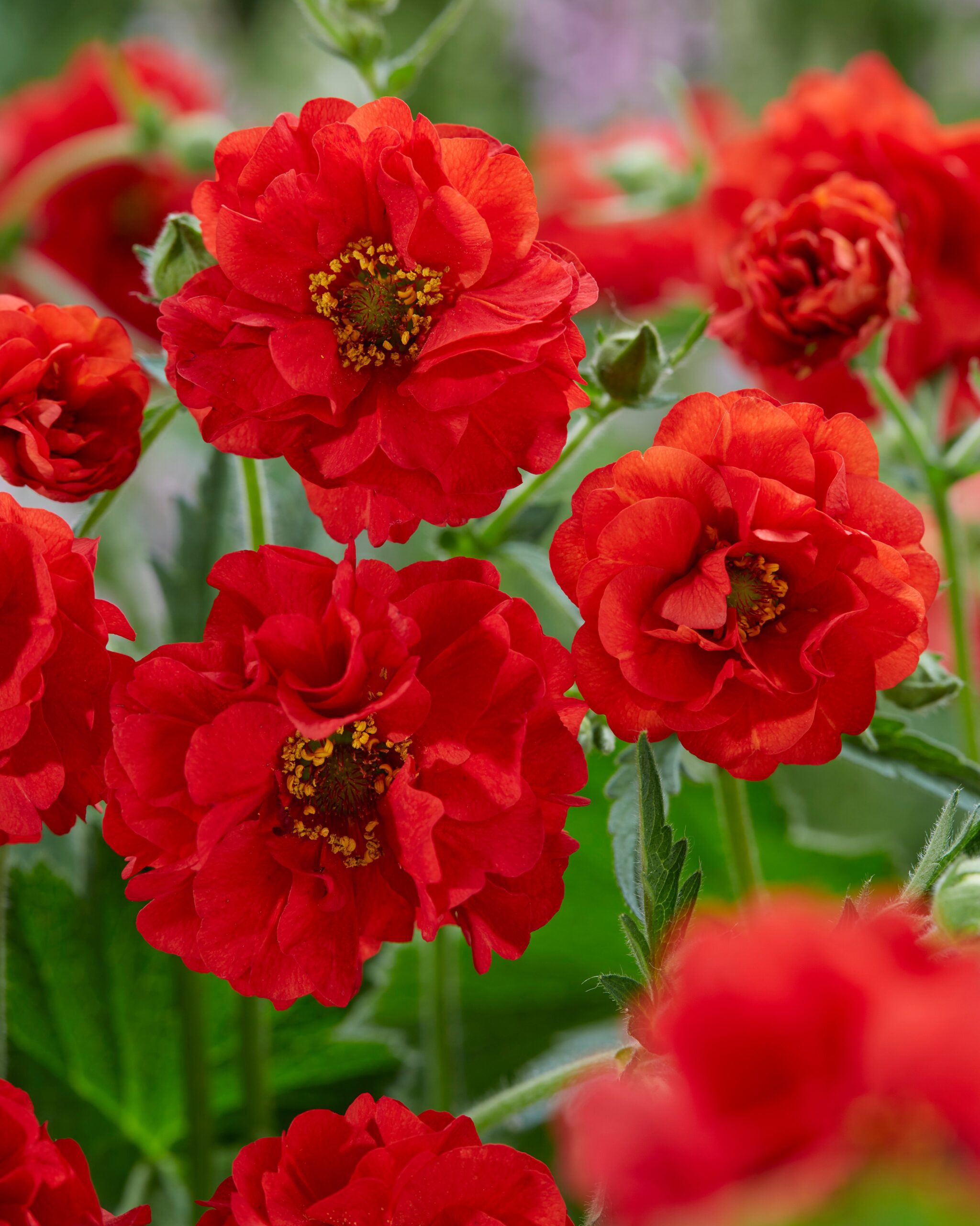 Geum Fire-starter - Nagelkruid - Afbeelding 3