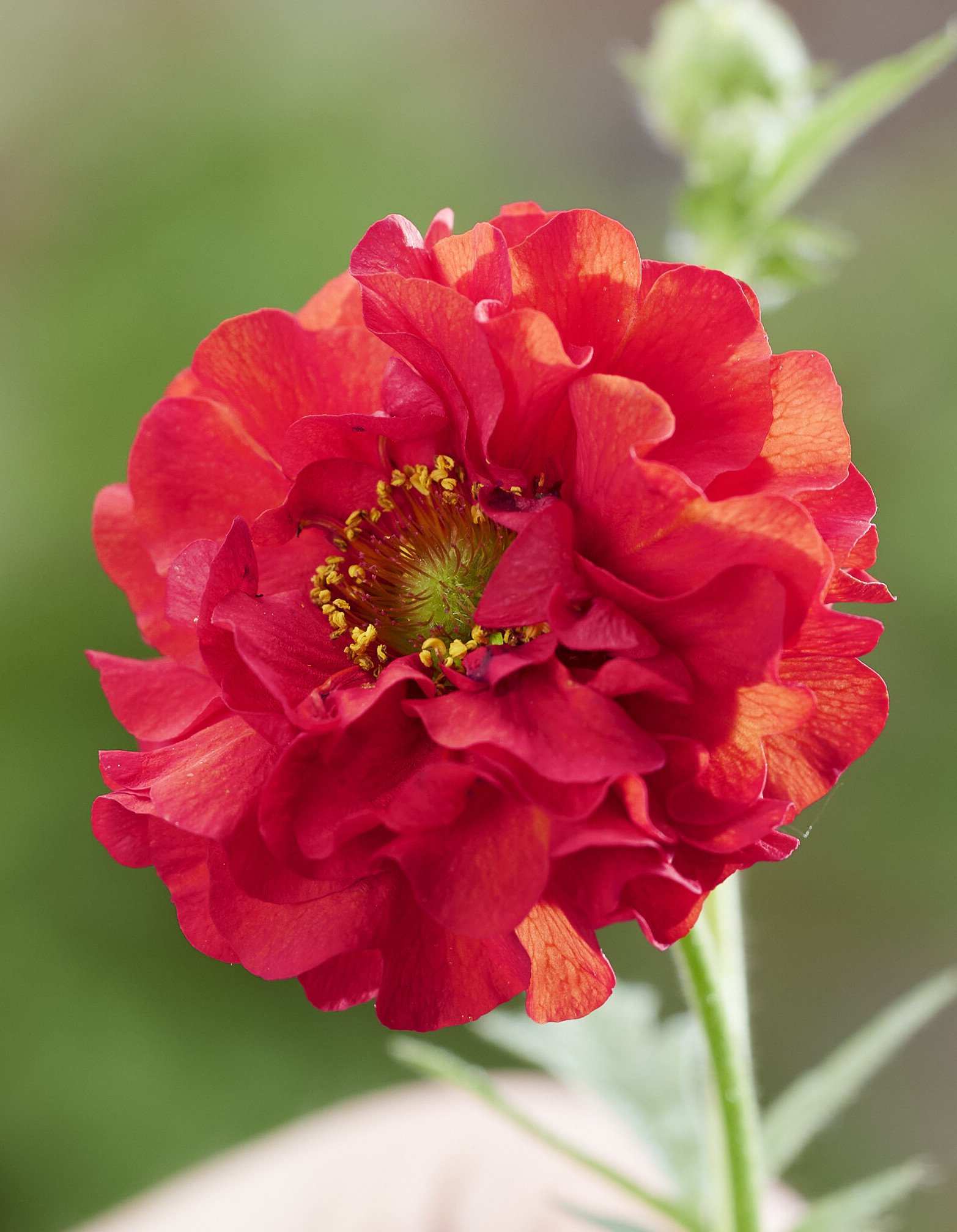 Geum Fire-starter - Nagelkruid - Afbeelding 4