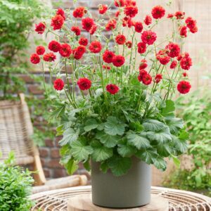 Geum Fire starter, verzekerd van lange rijke rode bloei, juli-okt.