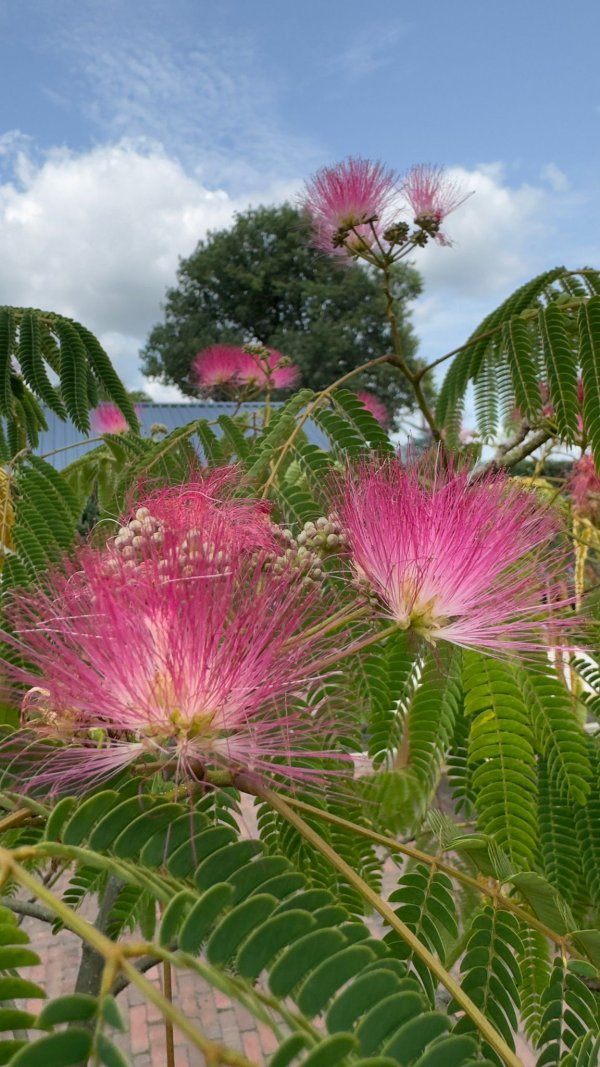 Albizia julibrissin en Ombrella -Perzische slaapboom - Afbeelding 4
