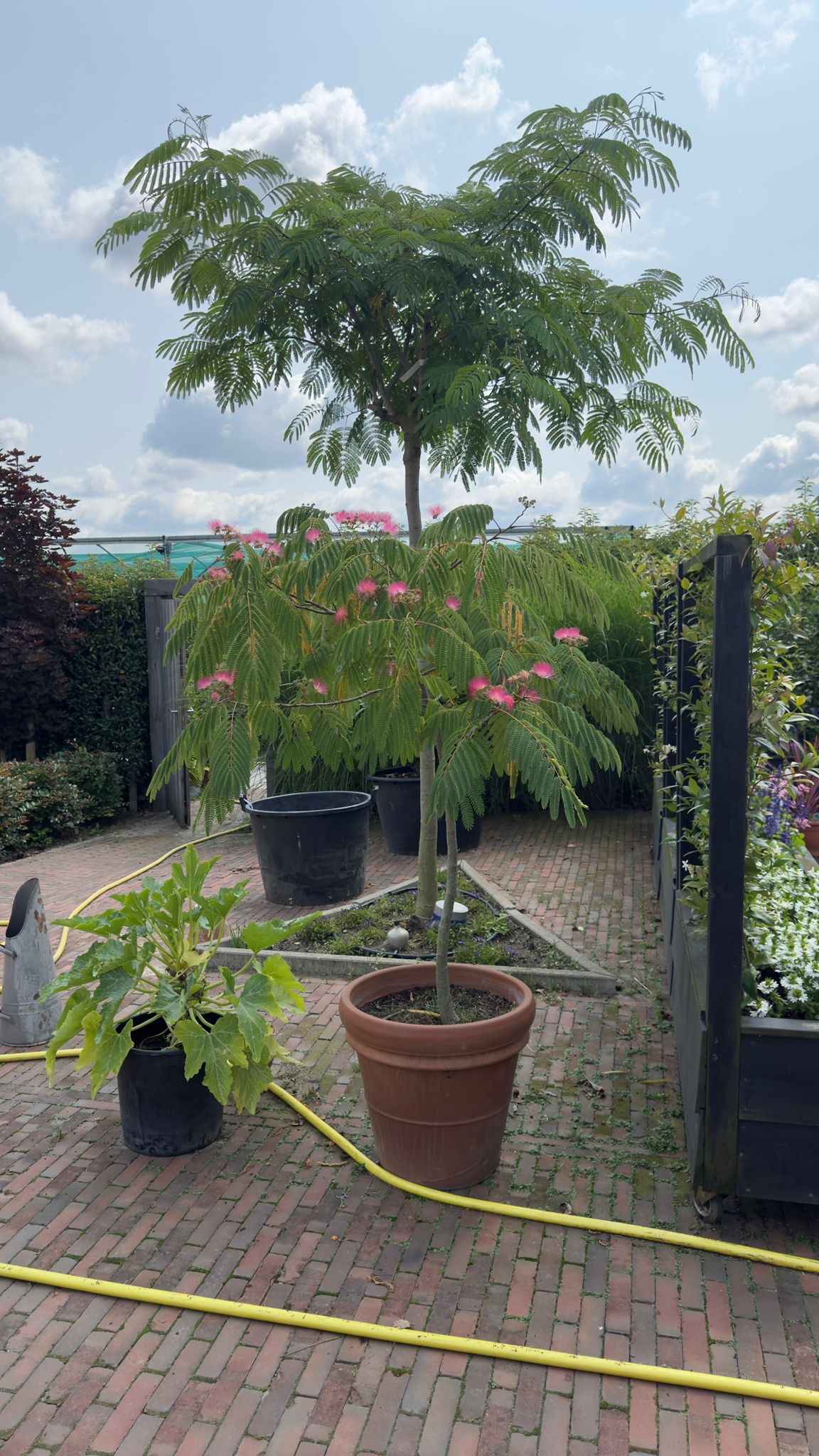 Albizia julibrissin en Ombrella -Perzische slaapboom