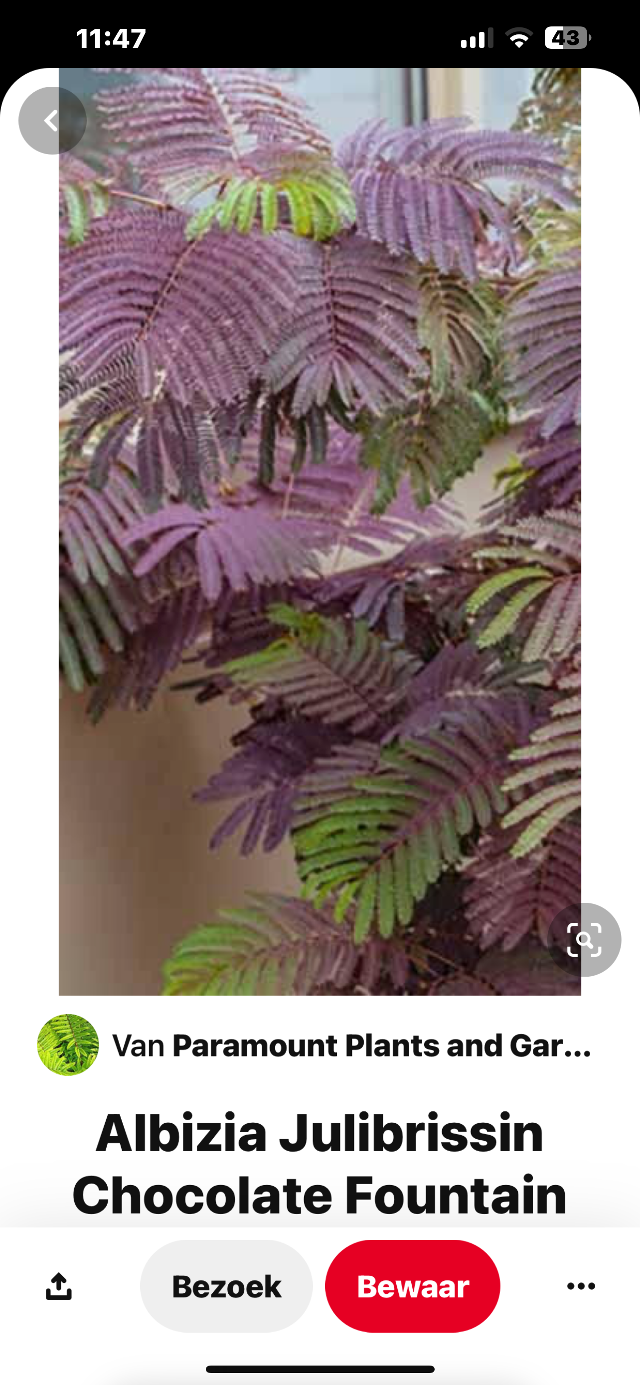 Albizia 'Chocolate Fountain' -Perzische slaapboom 100/125 cm