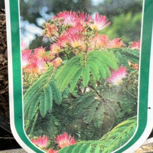 Albizia julibrissin “Rosea” - Perzische slaapboom 150/175 cm