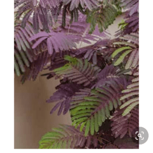 Albizia 'Chocolate Fountain' -Perzische slaapboom 100/125 cm