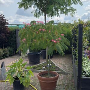 Albizia julibrissin en Ombrella -Perzische slaapboom