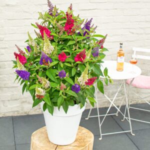 NIEUW: 3 kleurige Buddleja Butterfly Candy- dwerg vlinderstruik 5+1 gratis