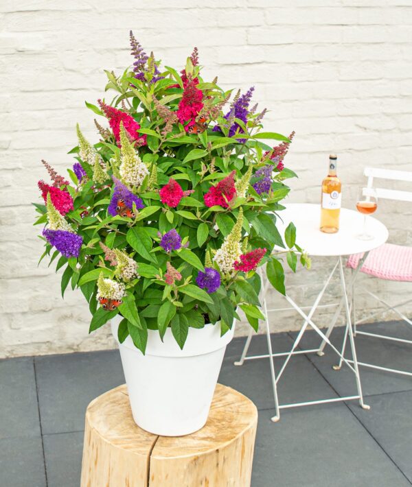 NIEUW: 3 kleurige Buddleja Butterfly Candy- NIEUW in NL- dwerg vlinderstruik