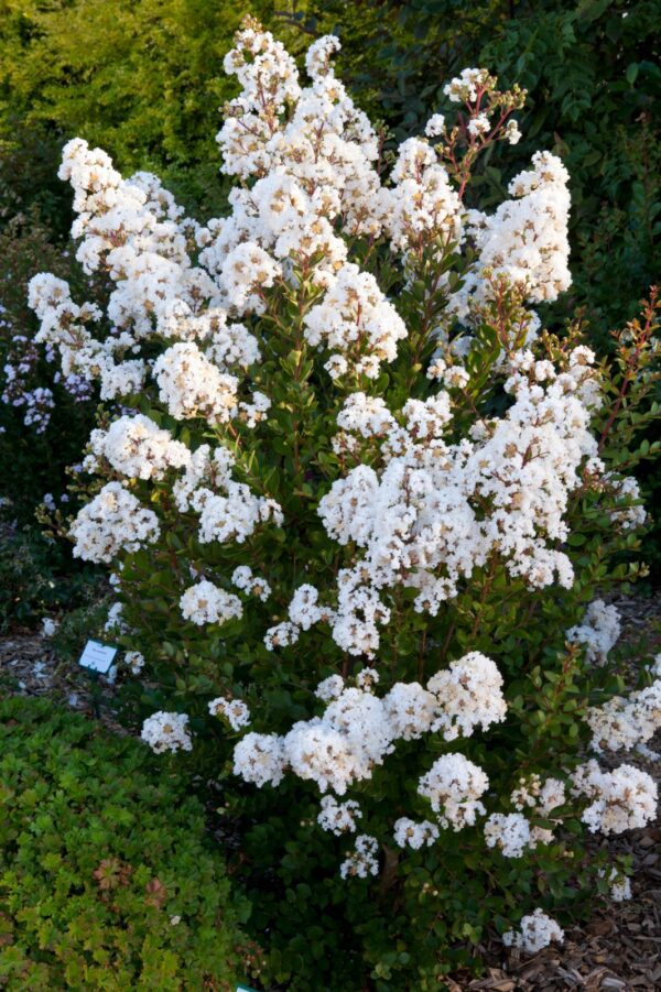 Lagerstroemia indica With Love® Babe, Kiss en Virgin - Afbeelding 4