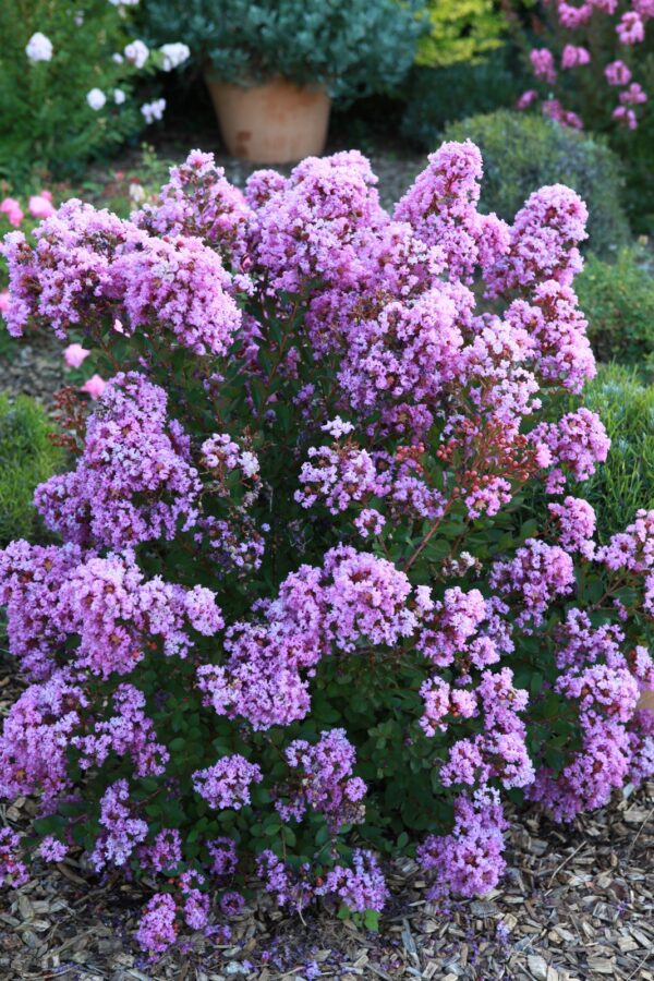 Lagerstroemia indica With Love® Babe, Kiss en Virgin - Afbeelding 7