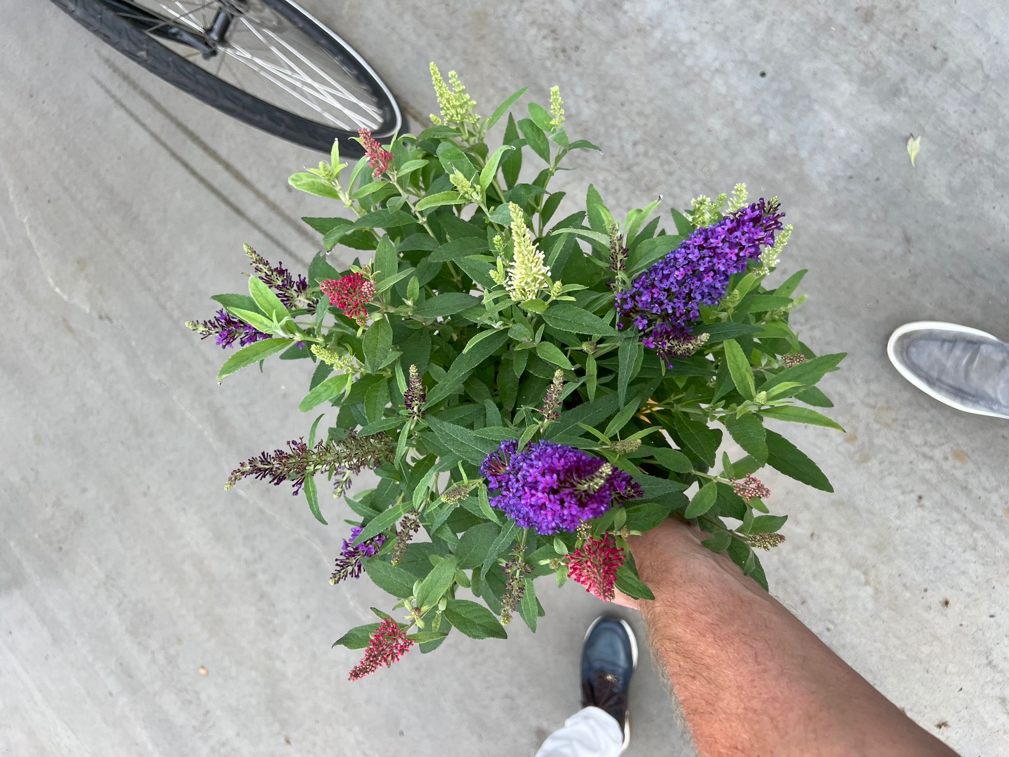 NIEUW: 3 kleurige Buddleja Butterfly Candy- dwerg vlinderstruik - Afbeelding 2