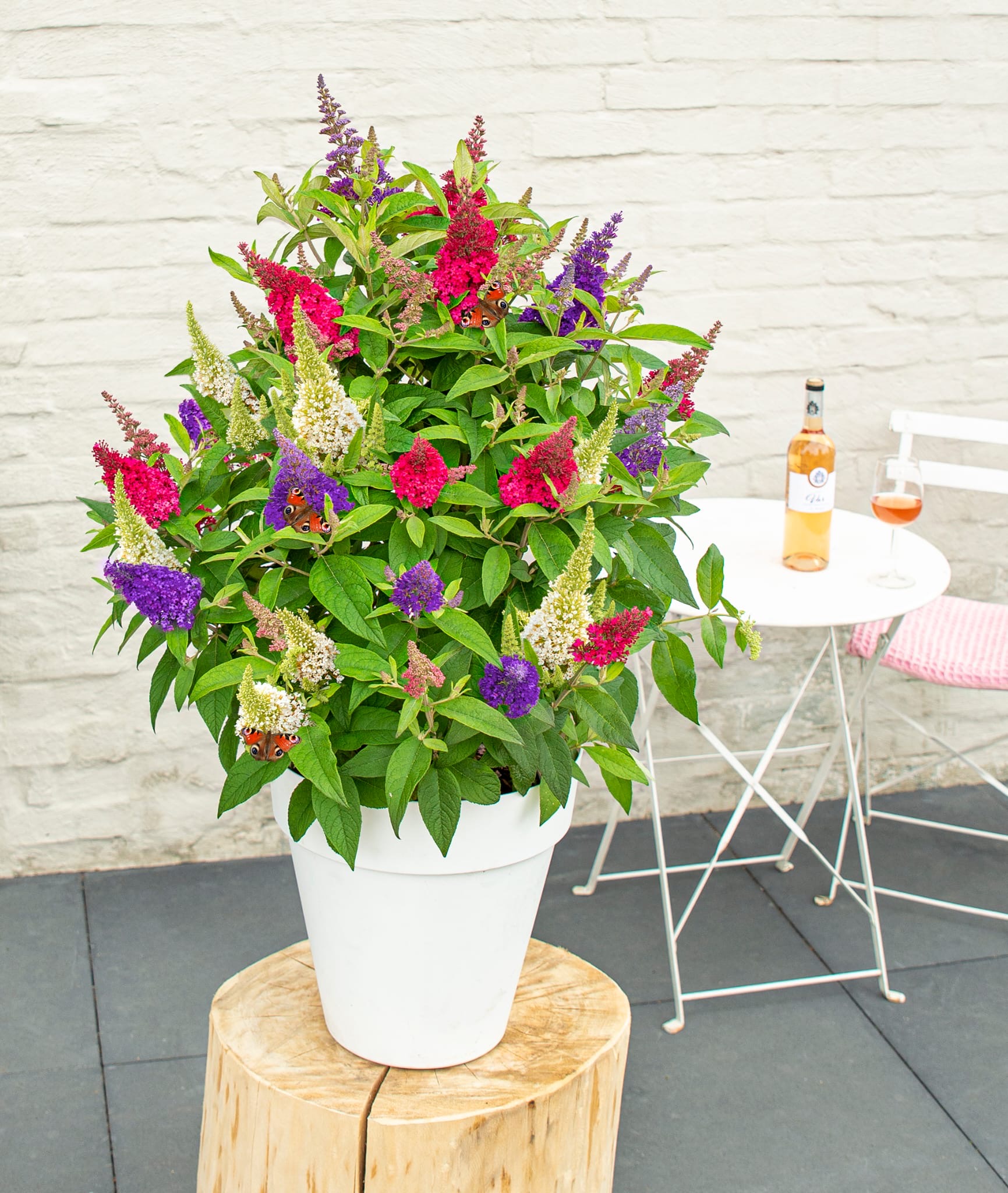 NIEUW: 3 kleurige Buddleja Butterfly Candy- dwerg vlinderstruik