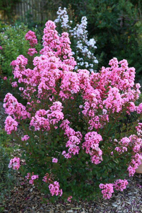 Lagerstroemia indica With Love® Babe, Kiss en Virgin - Afbeelding 5