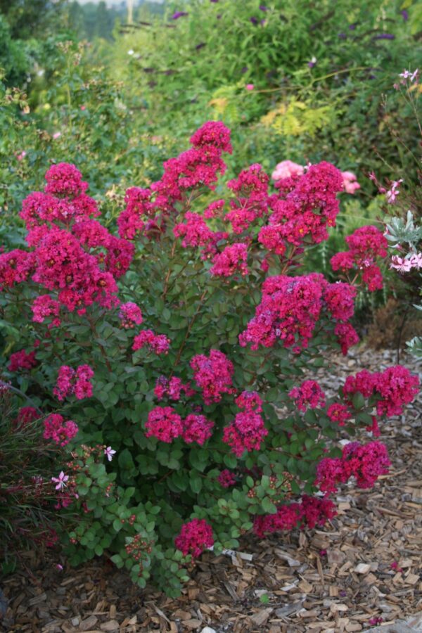 Lagerstroemia indica With Love® Babe, Kiss en Virgin - Afbeelding 6