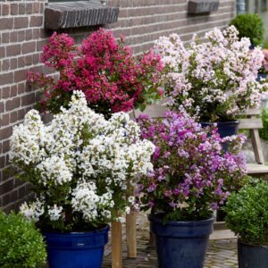 Lagerstroemia indica With Love® Babe, Kiss en Virgin