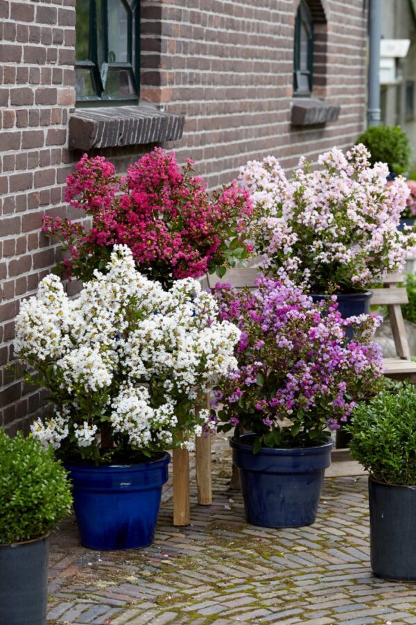 Lagerstroemia indica With Love® Babe, Kiss en Virgin