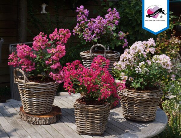 Lagerstroemia indica With Love® Babe, Kiss en Virgin - Afbeelding 3